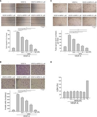 Anti-Angiogenetic and Anti-Lymphangiogenic Effects of a Novel 2-Aminobenzimidazole Derivative, MFB